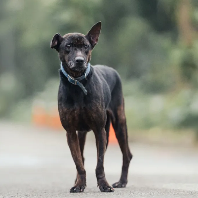 混種犬