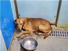 混種犬