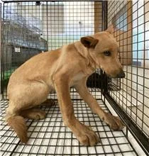 混種犬
