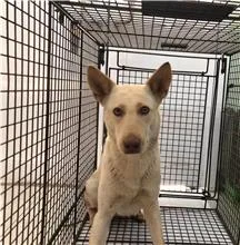 混種犬