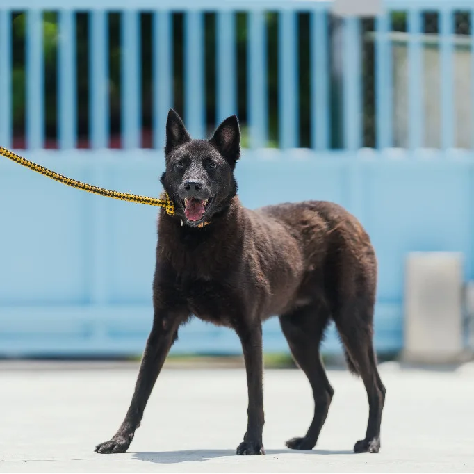 混種犬
