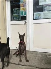 混種犬