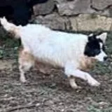 混種犬