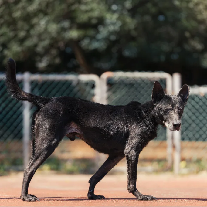 混種犬