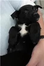 混種犬