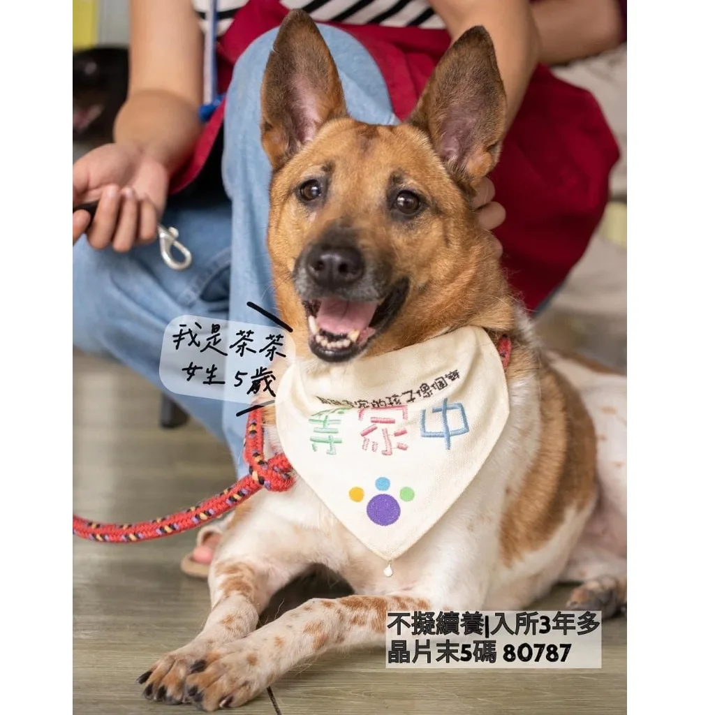 混種犬