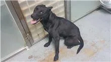 混種犬
