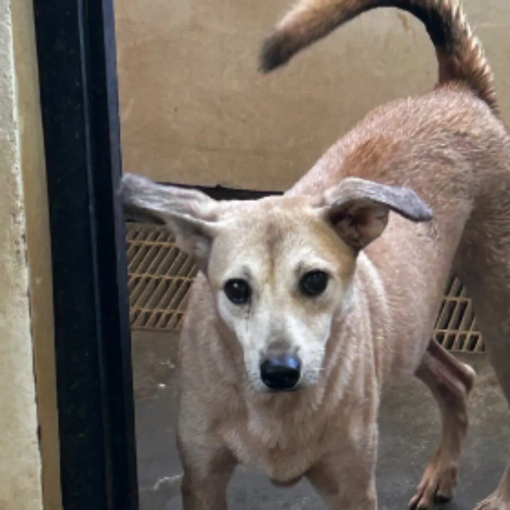 混種犬