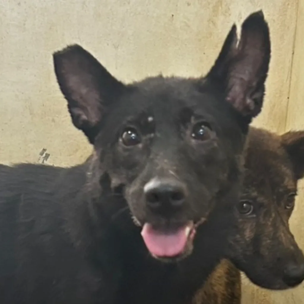 混種犬