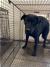 混種犬