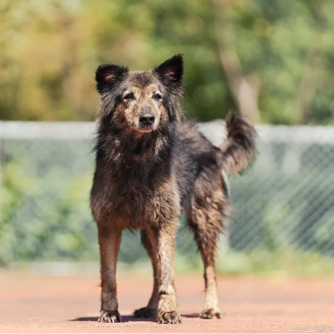 混種犬