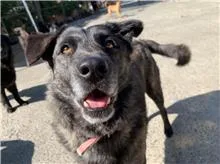 混種犬
