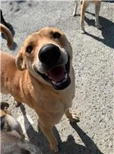 混種犬