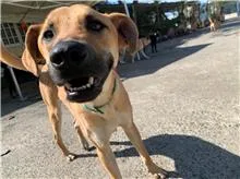 混種犬