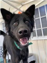 混種犬