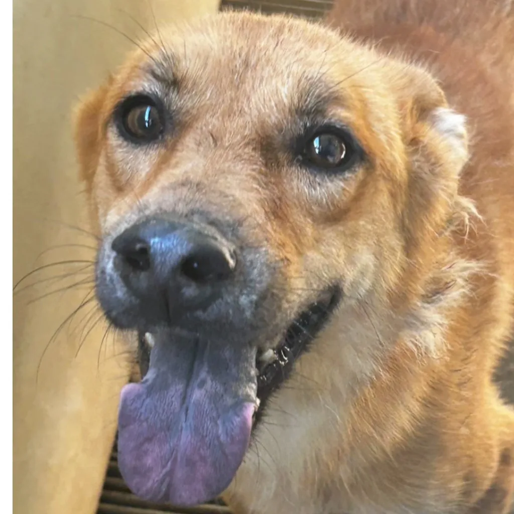 混種犬