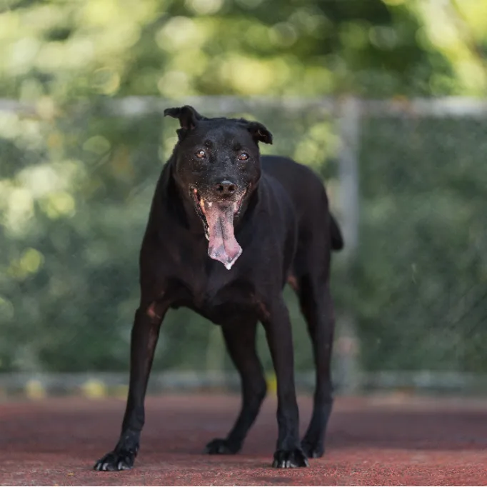 混種犬