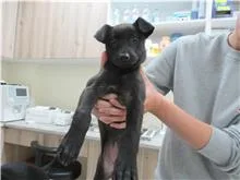 混種犬