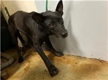 混種犬