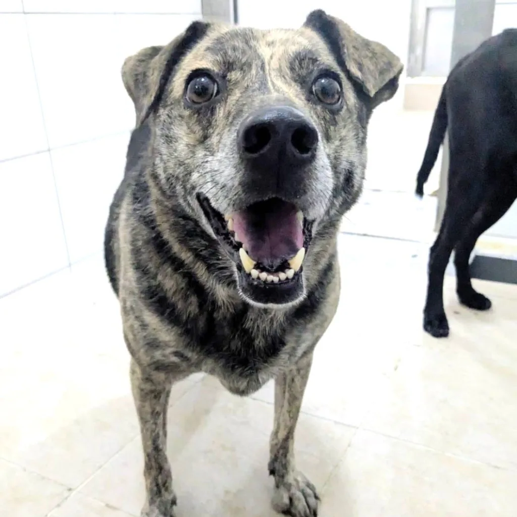 混種犬
