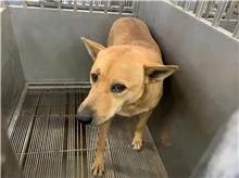 混種犬