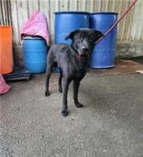 混種犬