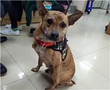 混種犬