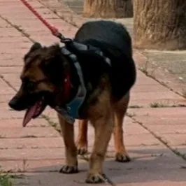 混種犬