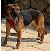 混種犬