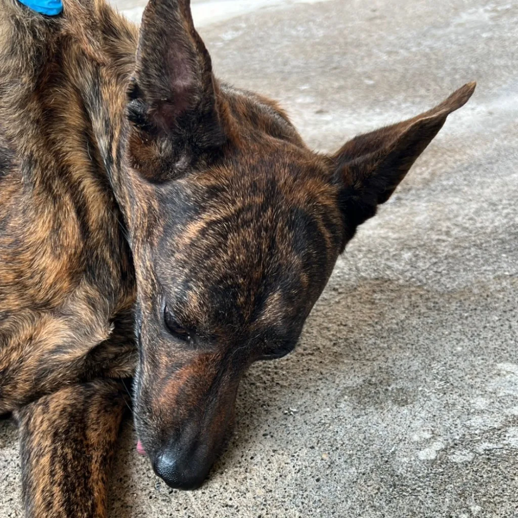 混種犬