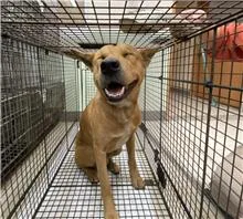 混種犬