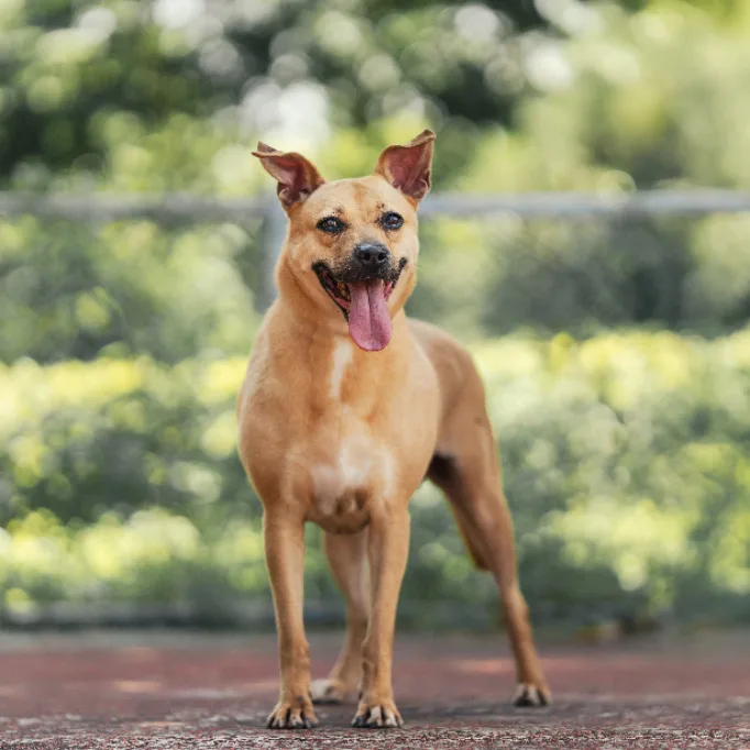 混種犬