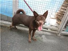 混種犬