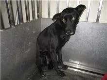 混種犬
