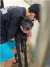 混種犬