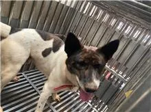 混種犬