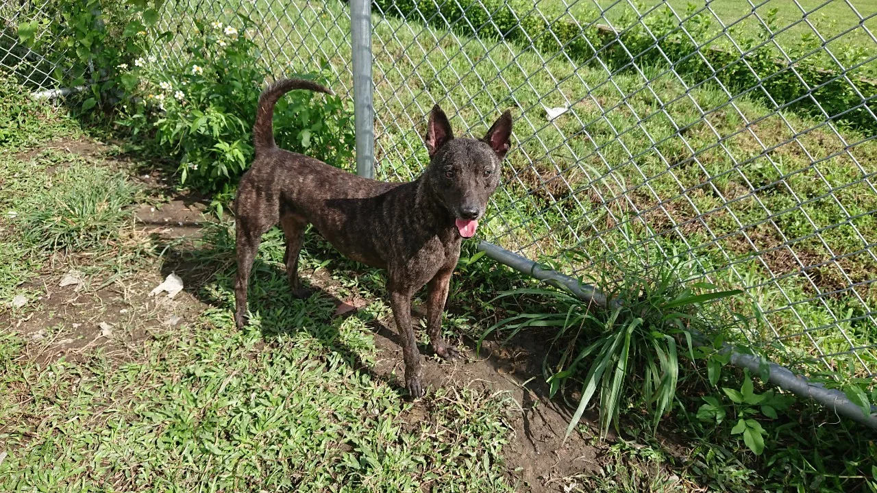 混種犬