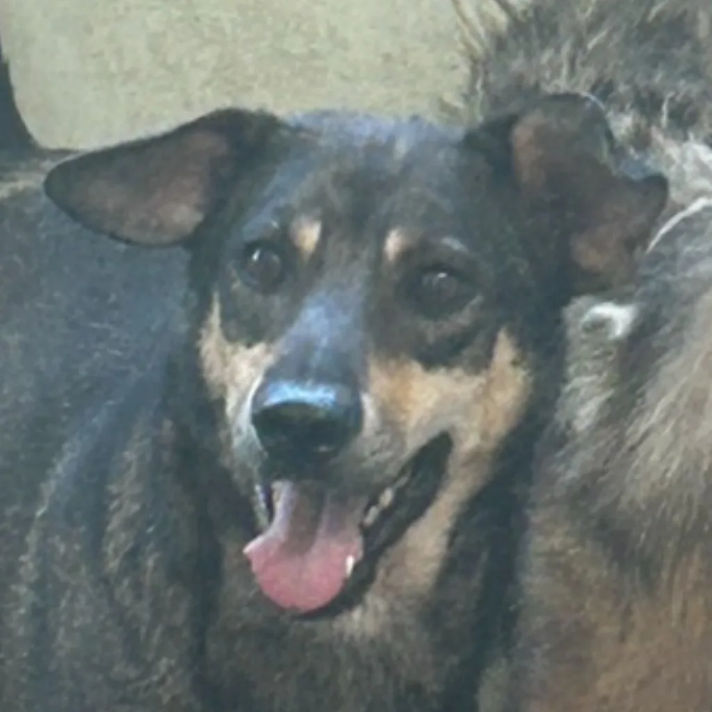 混種犬