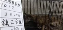 混種犬