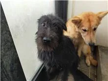 混種犬
