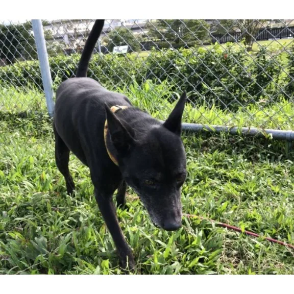 混種犬