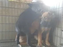 混種犬