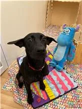 混種犬