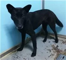 混種犬
