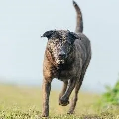 混種犬