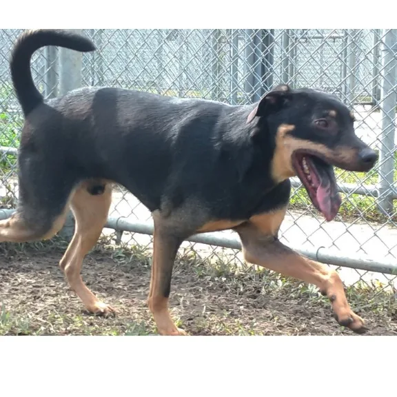 混種犬