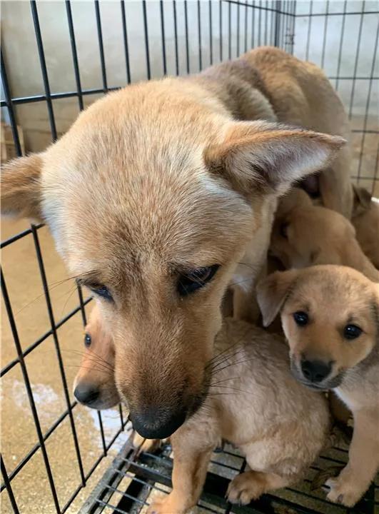 混種犬
