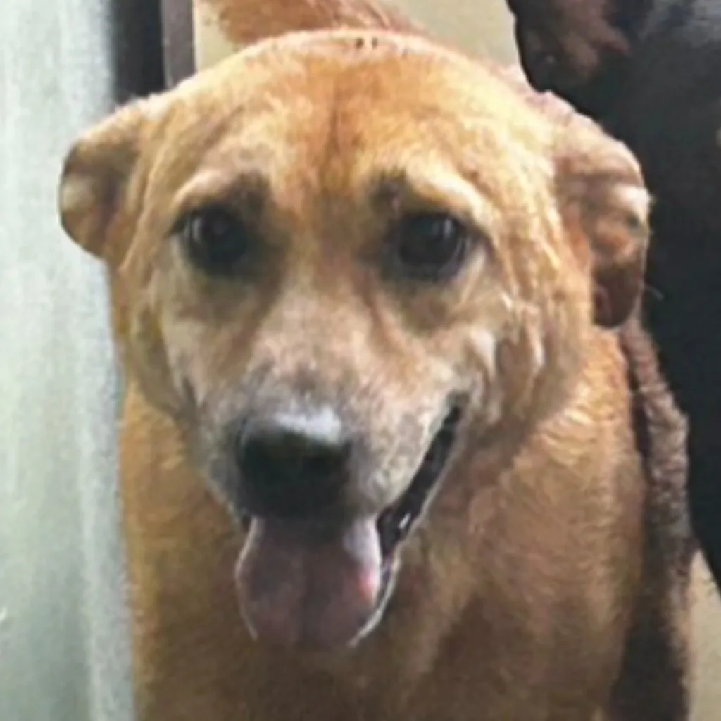 混種犬