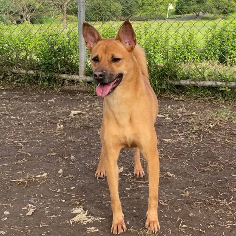 混種犬