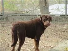 聖伯納犬